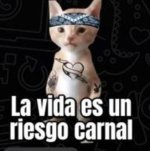 Cat.jpg