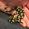 Salamander